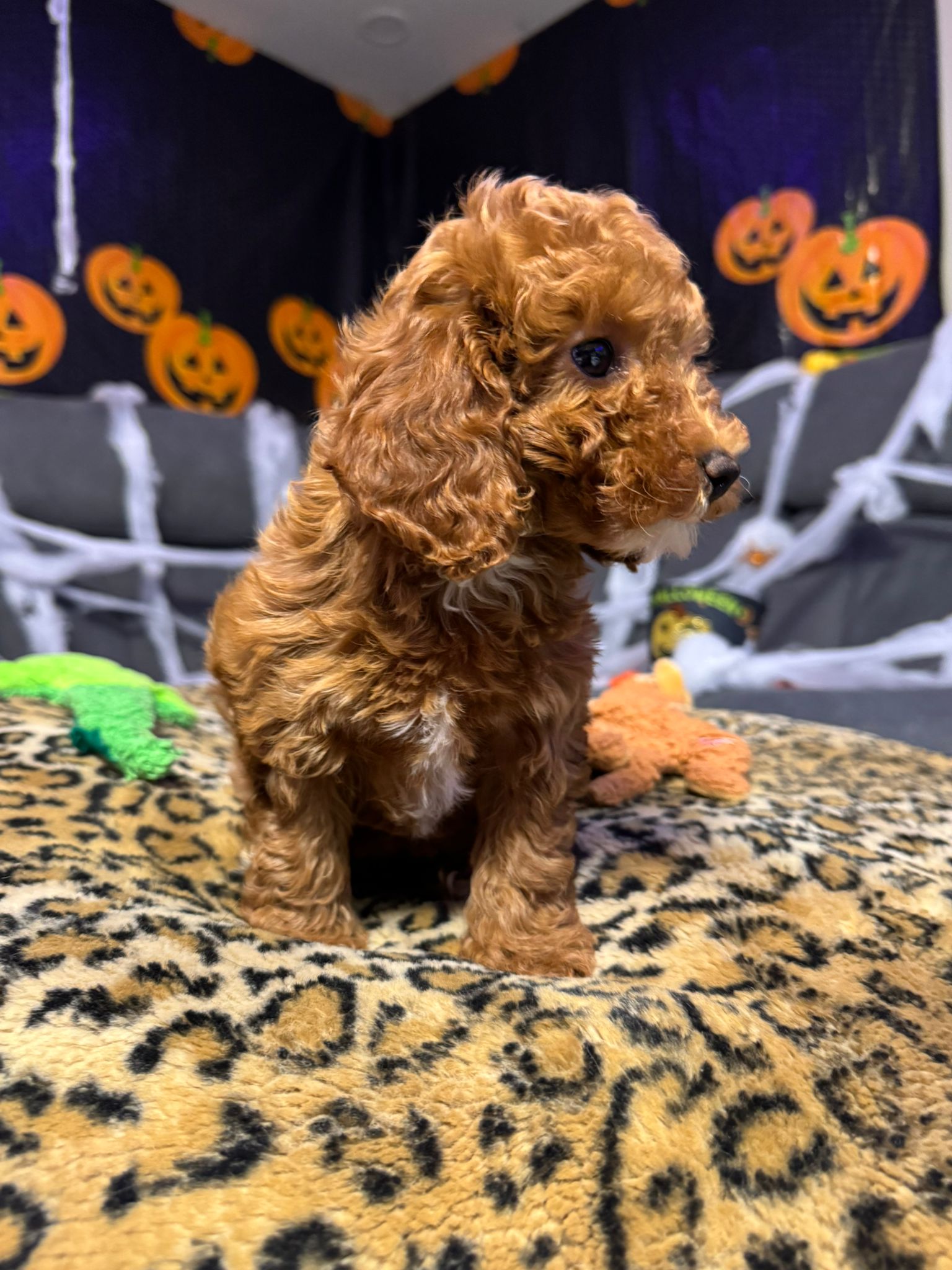 Layla  (Toy Poodle)