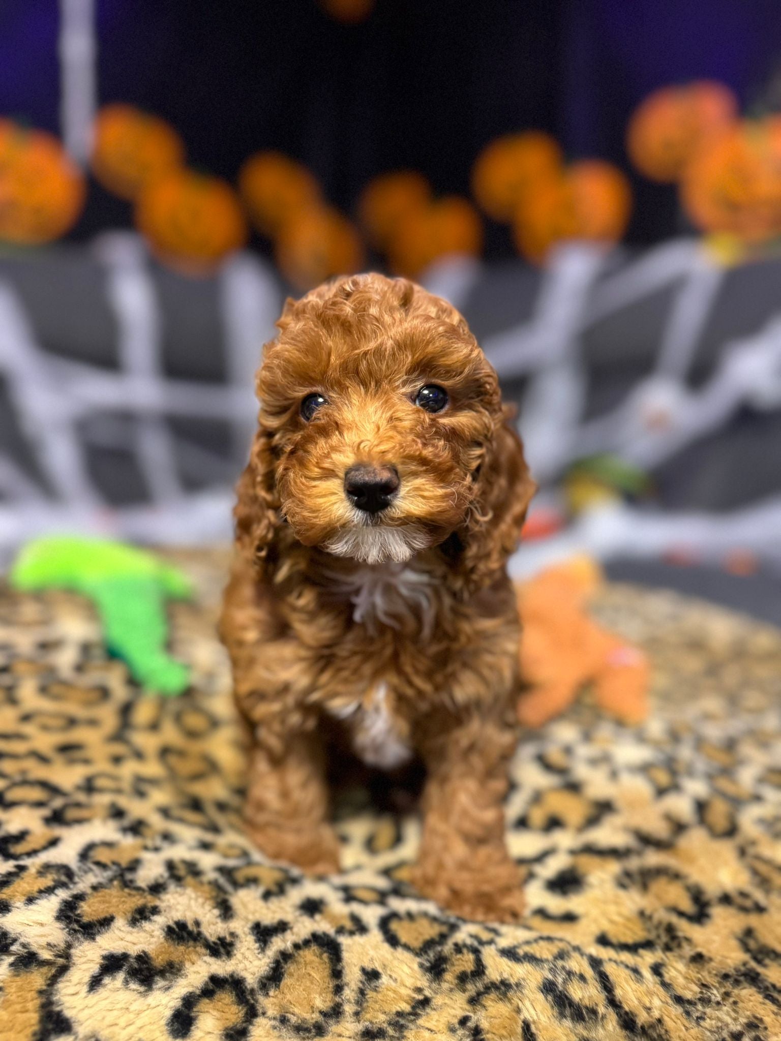 Layla  (Toy Poodle)