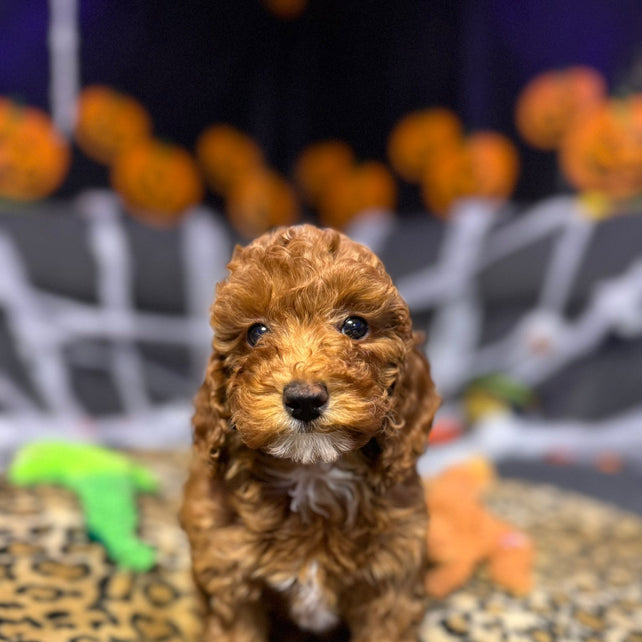 Layla  (Toy Poodle)