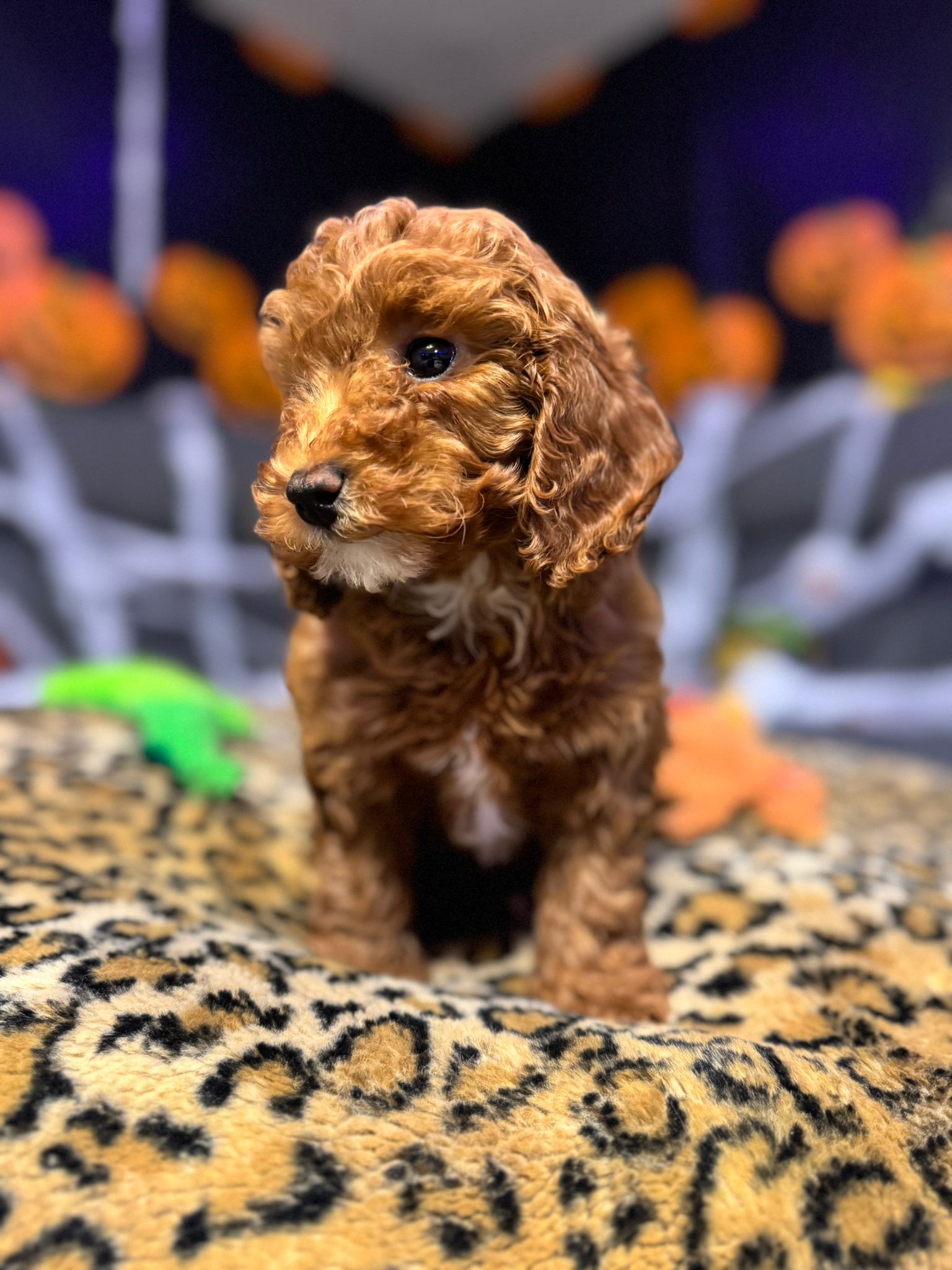 Layla  (Toy Poodle)