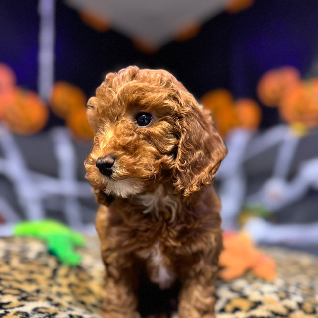 Layla  (Toy Poodle)