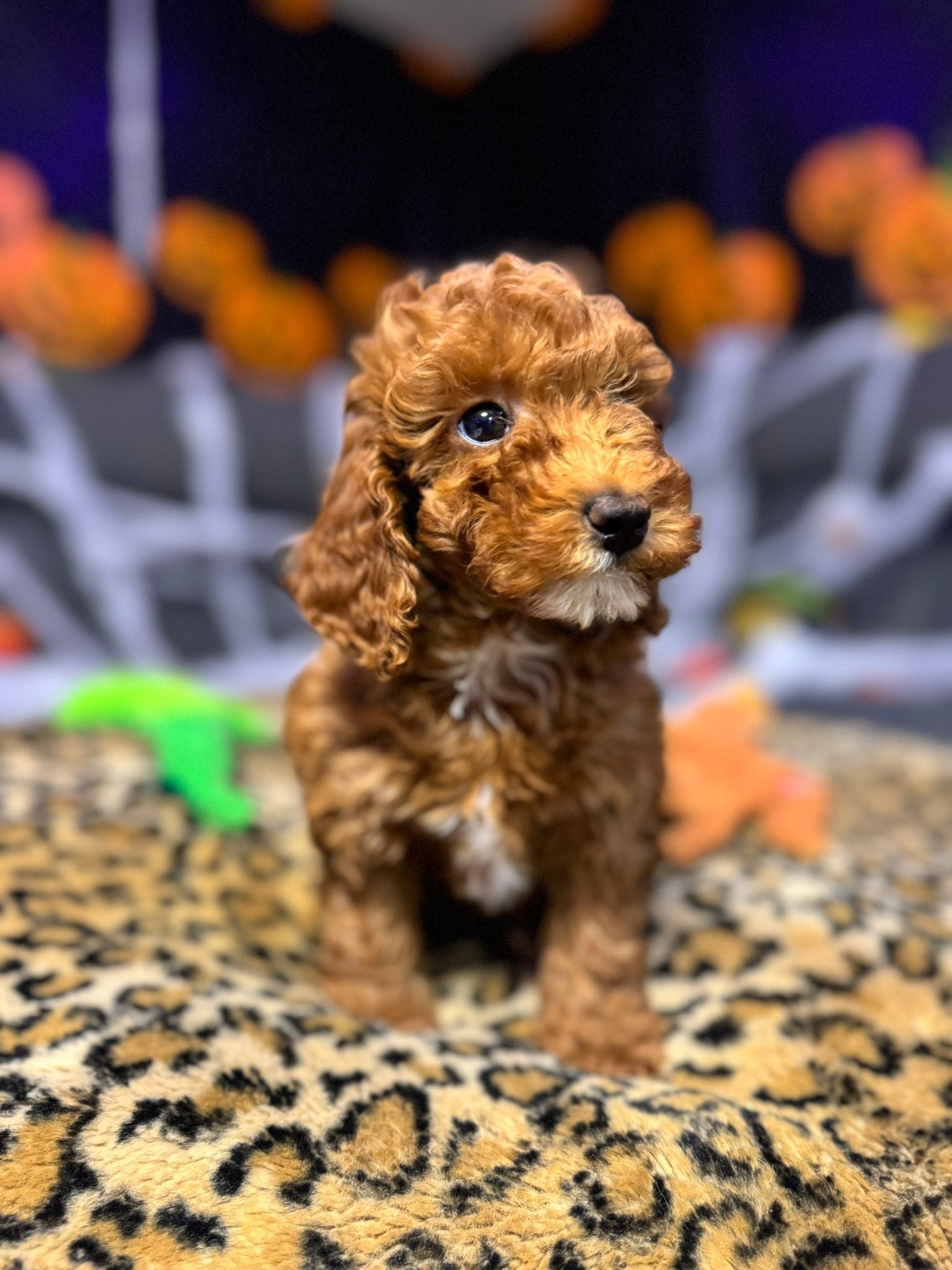 Layla  (Toy Poodle)