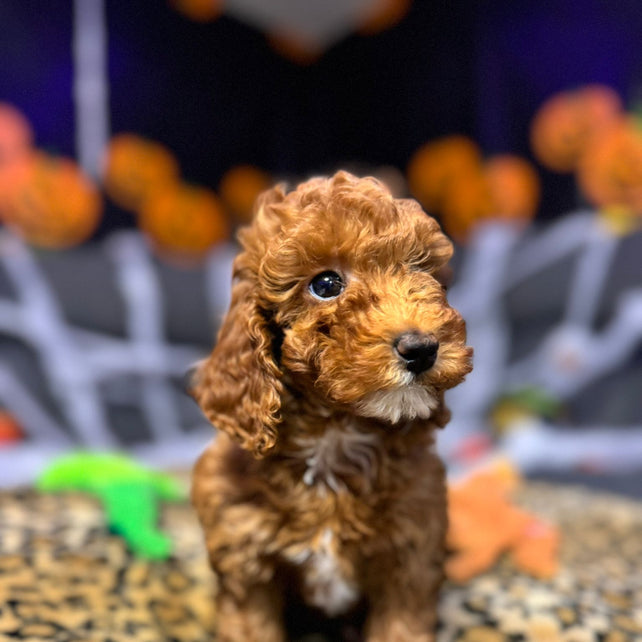 Layla  (Toy Poodle)