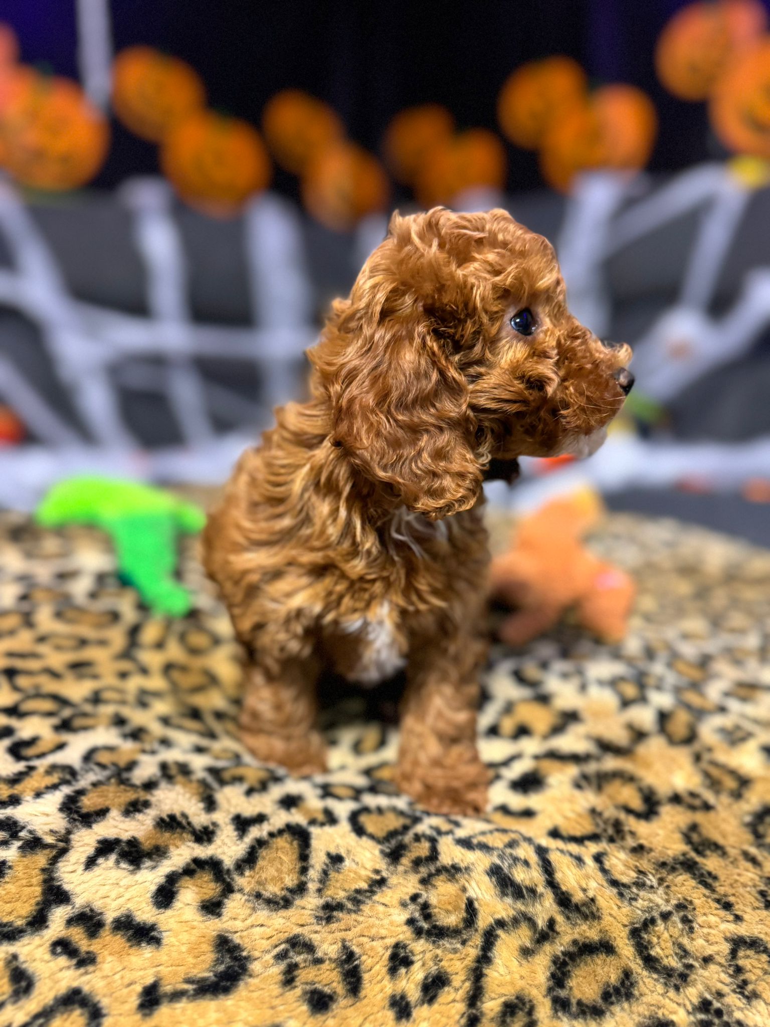 Layla  (Toy Poodle)