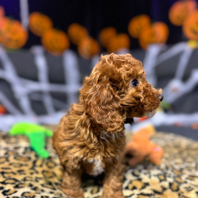 Layla  (Toy Poodle)