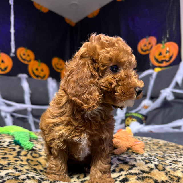 Layla  (Toy Poodle)