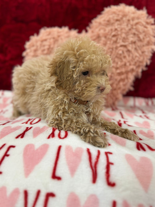 Lenny (Toy Poodle)