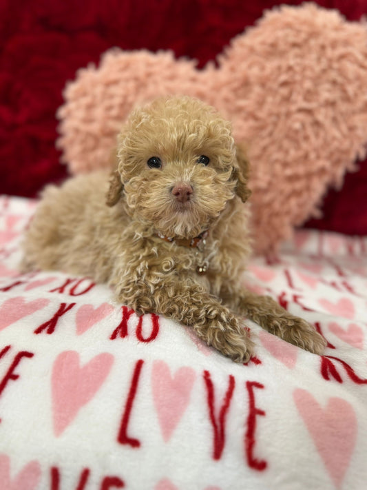 Lenny (Toy Poodle)