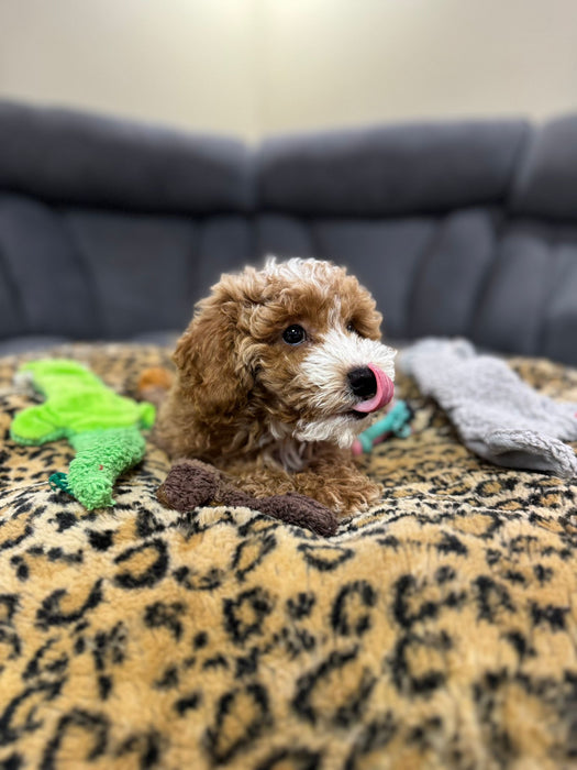 LEO (Toy/Mini Poodle)