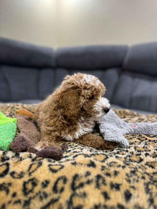 LEO (Toy/Mini Poodle)