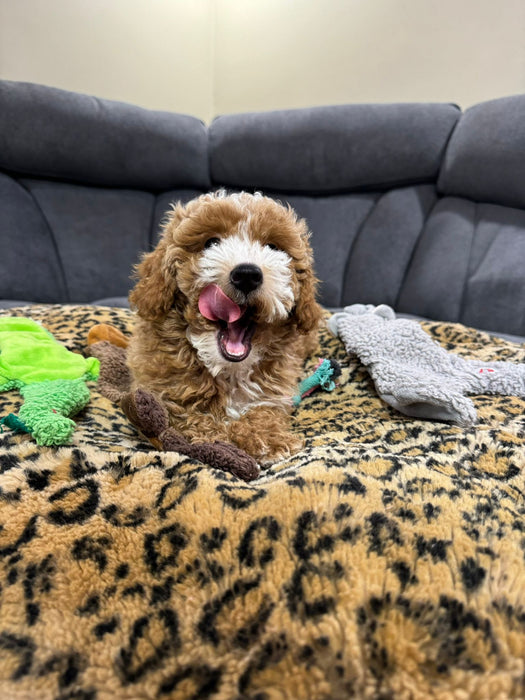 LEO (Toy/Mini Poodle)