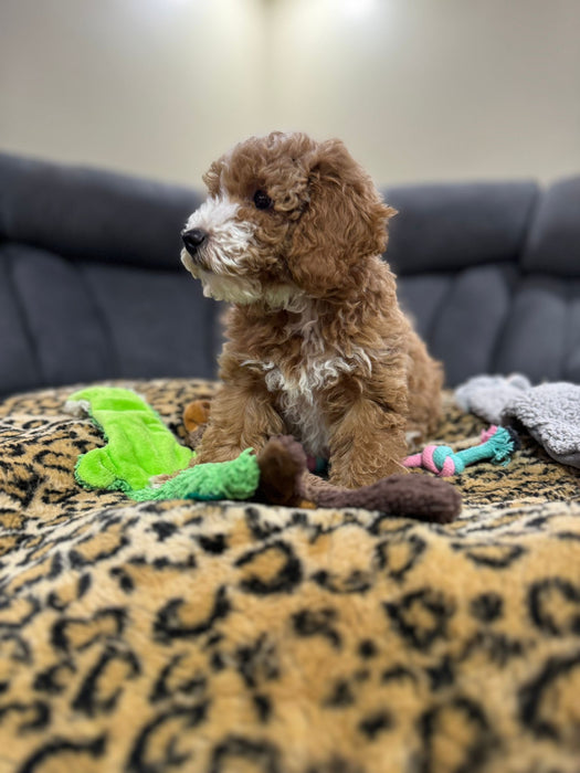 LEO (Toy/Mini Poodle)