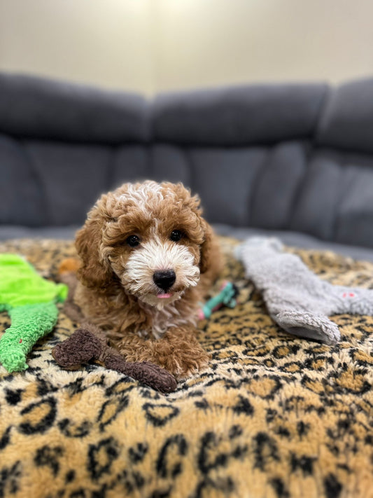 LEO (Toy/Mini Poodle)