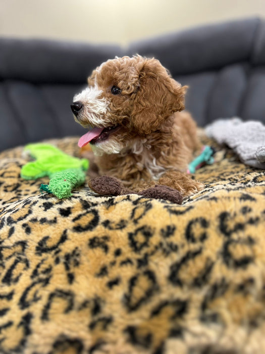 LEO (Toy/Mini Poodle)