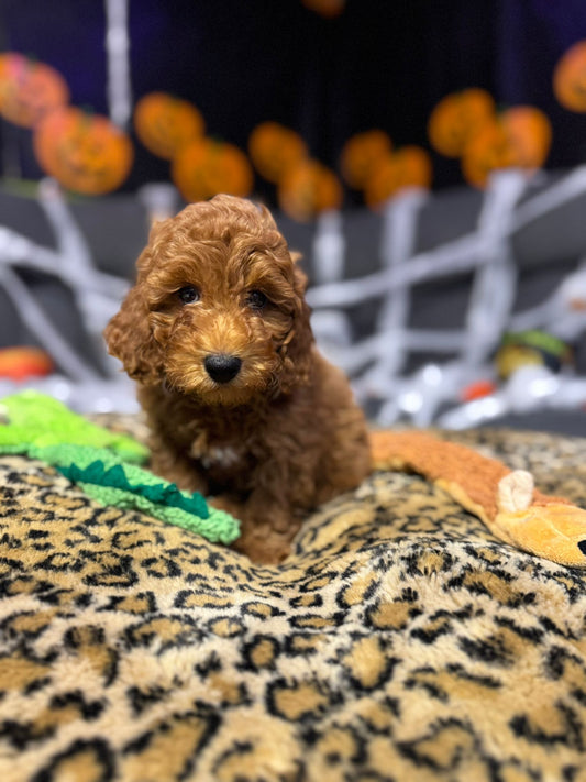 Lino  (Toy Poodle)