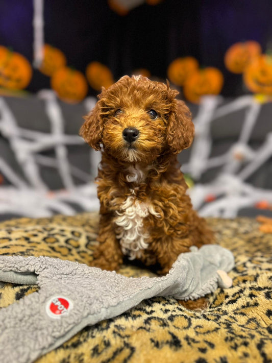 Minny (Mini-Poodle)