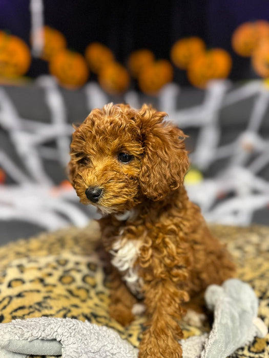 Minny (Mini-Poodle)