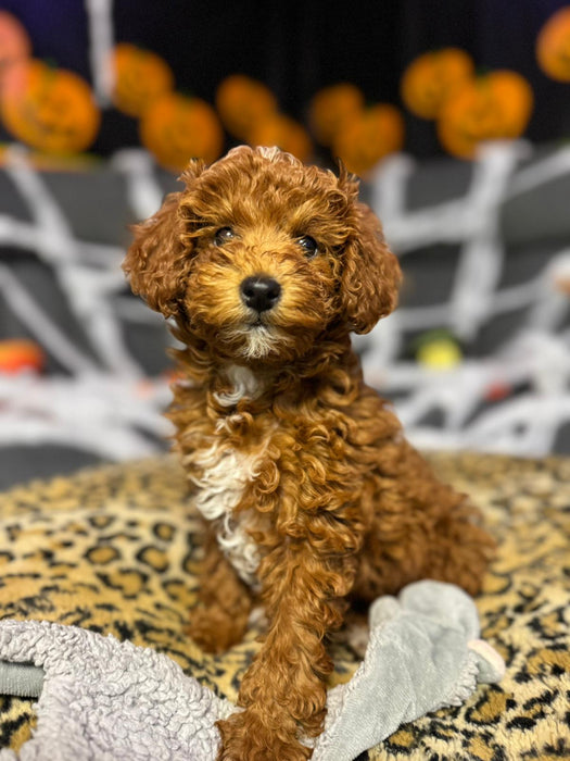 Minny (Mini-Poodle)