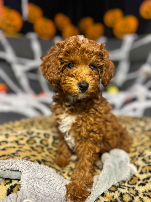 Minny (Mini-Poodle)