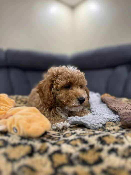 NEO (Toy/Mini Poodle)