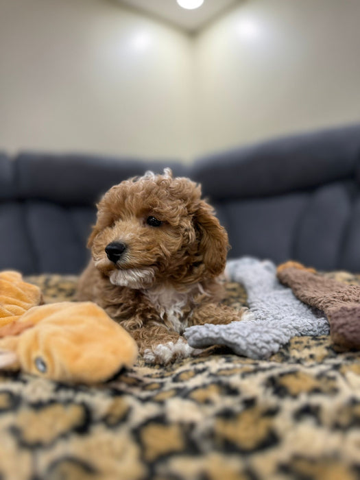 NEO (Toy/Mini Poodle)