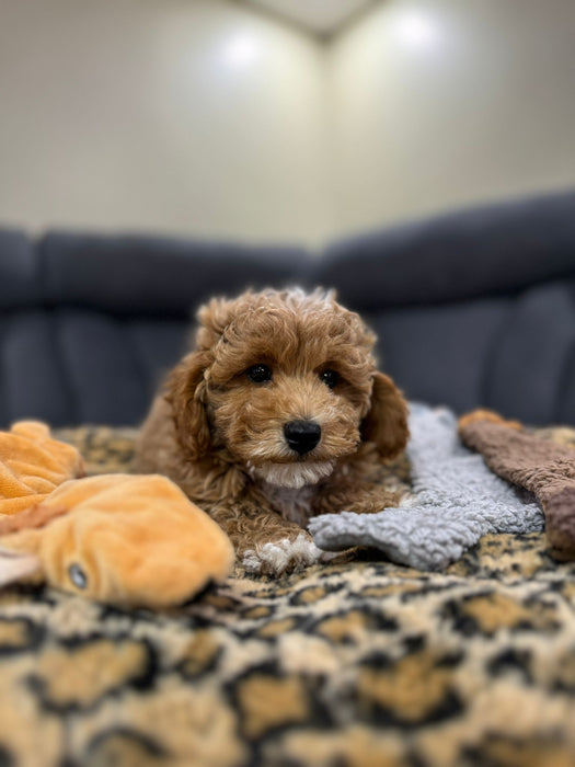 NEO (Toy/Mini Poodle)