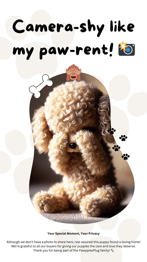 Lenny (Toy Poodle)