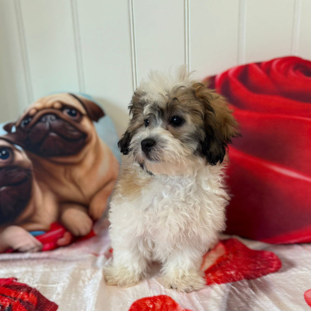 Quinn - Shichon Teddy Bear