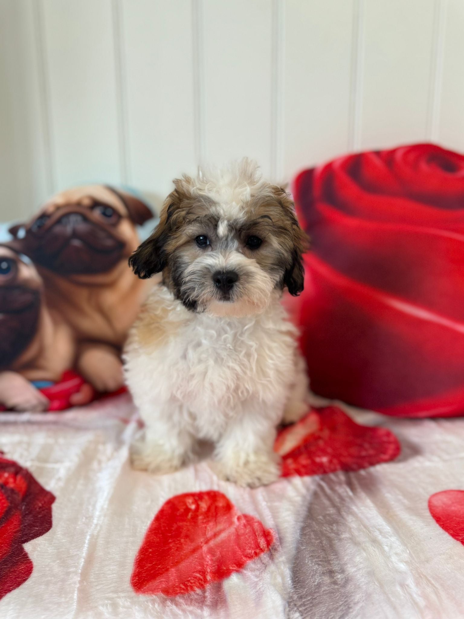 Quinn - Shichon Teddy Bear