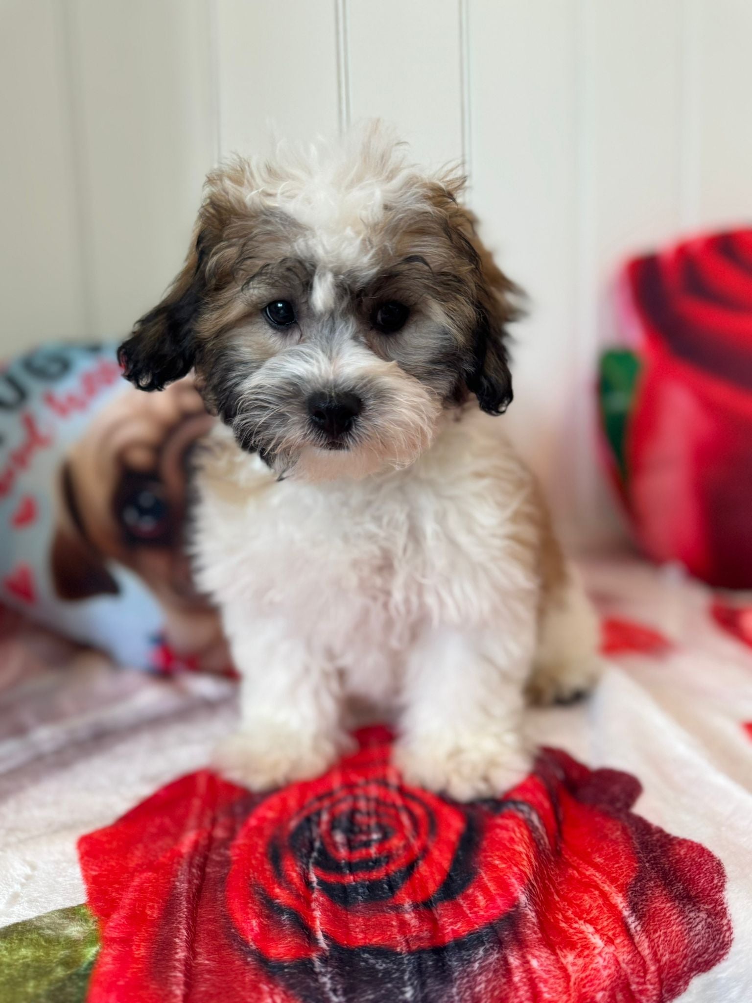 Quinn - Shichon Teddy Bear