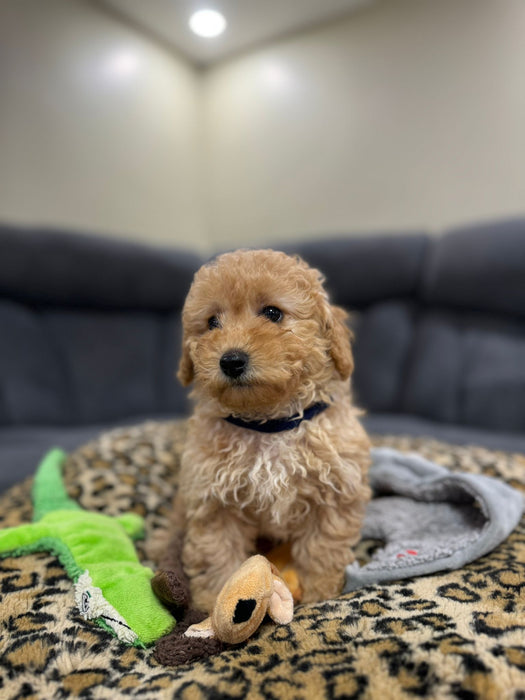 REX  (Toy Poodle)