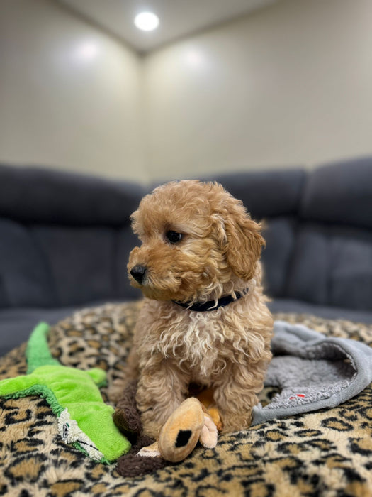 REX  (Toy Poodle)