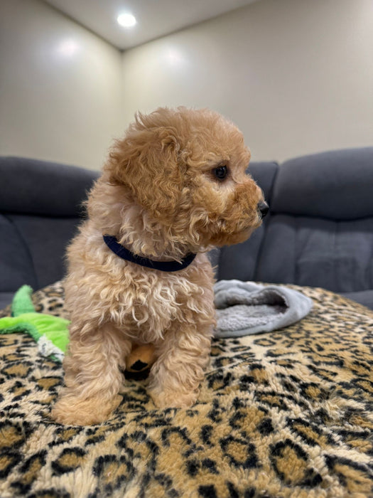 REX  (Toy Poodle)