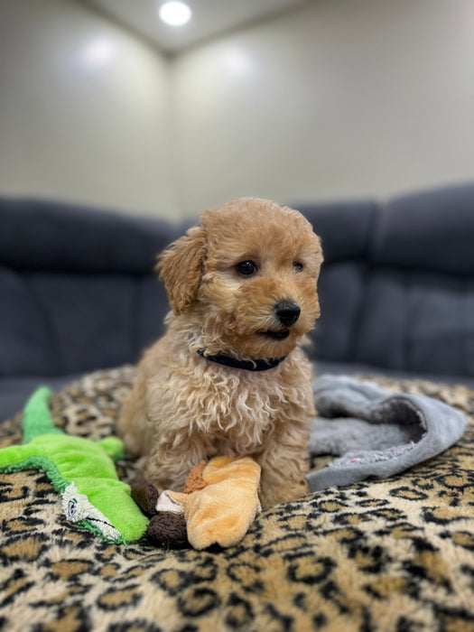 REX  (Toy Poodle)