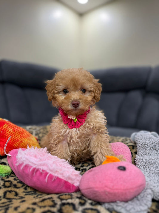 RUBY (Toy Poodle)