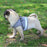 Adjustable Mesh Vest Dog Harness with Leash