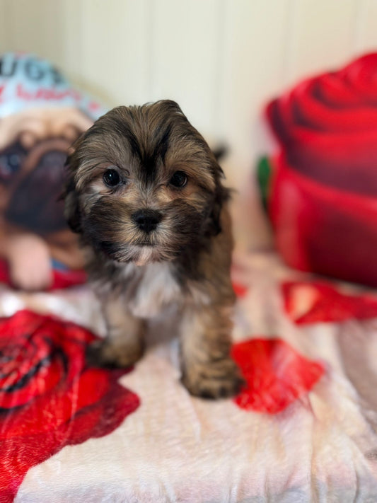 Sam - Shichon Teddy Bear