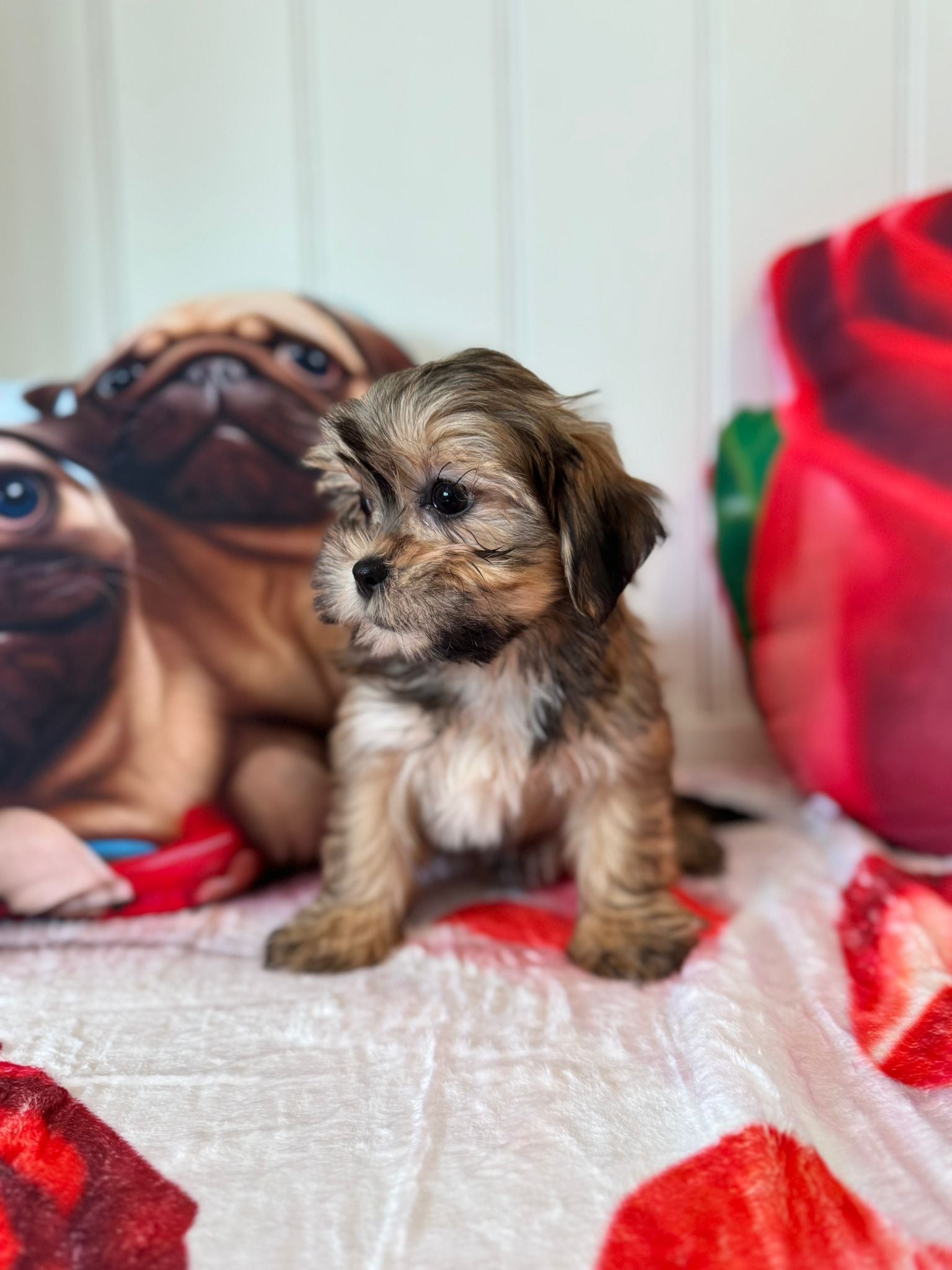 Sara - Shichon Teddy Bear