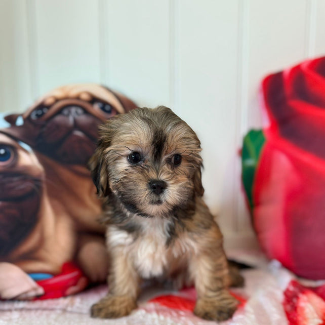 Sara - Shichon Teddy Bear