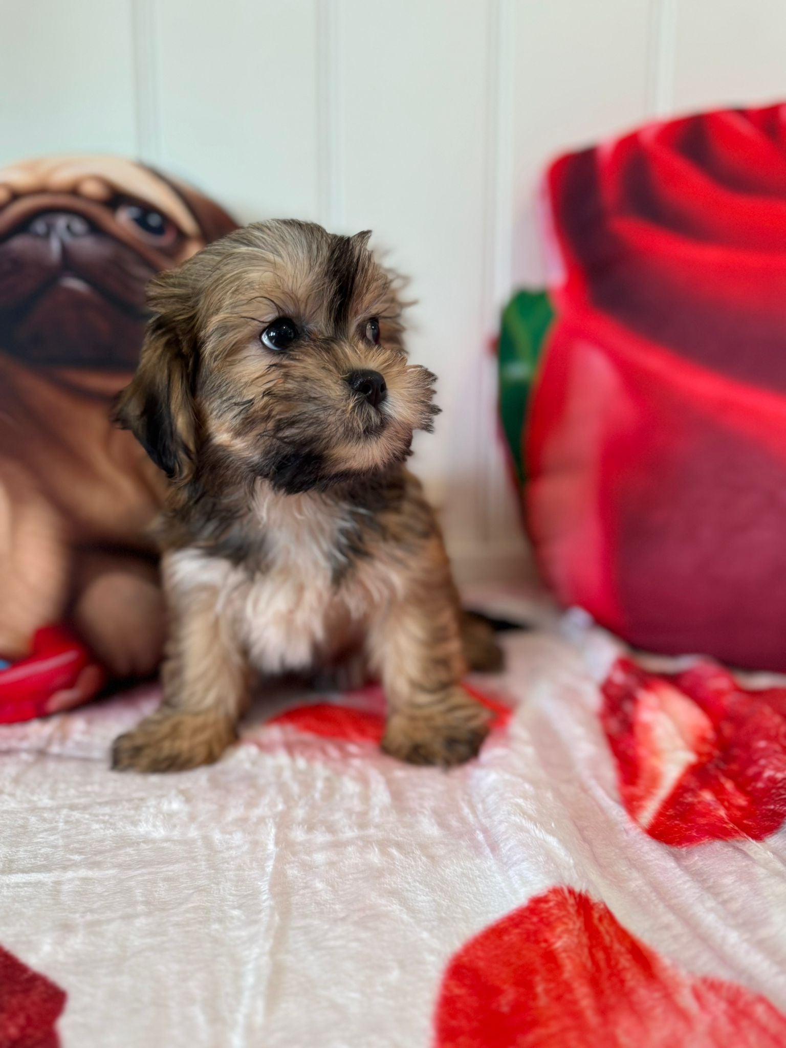 Sara - Shichon Teddy Bear