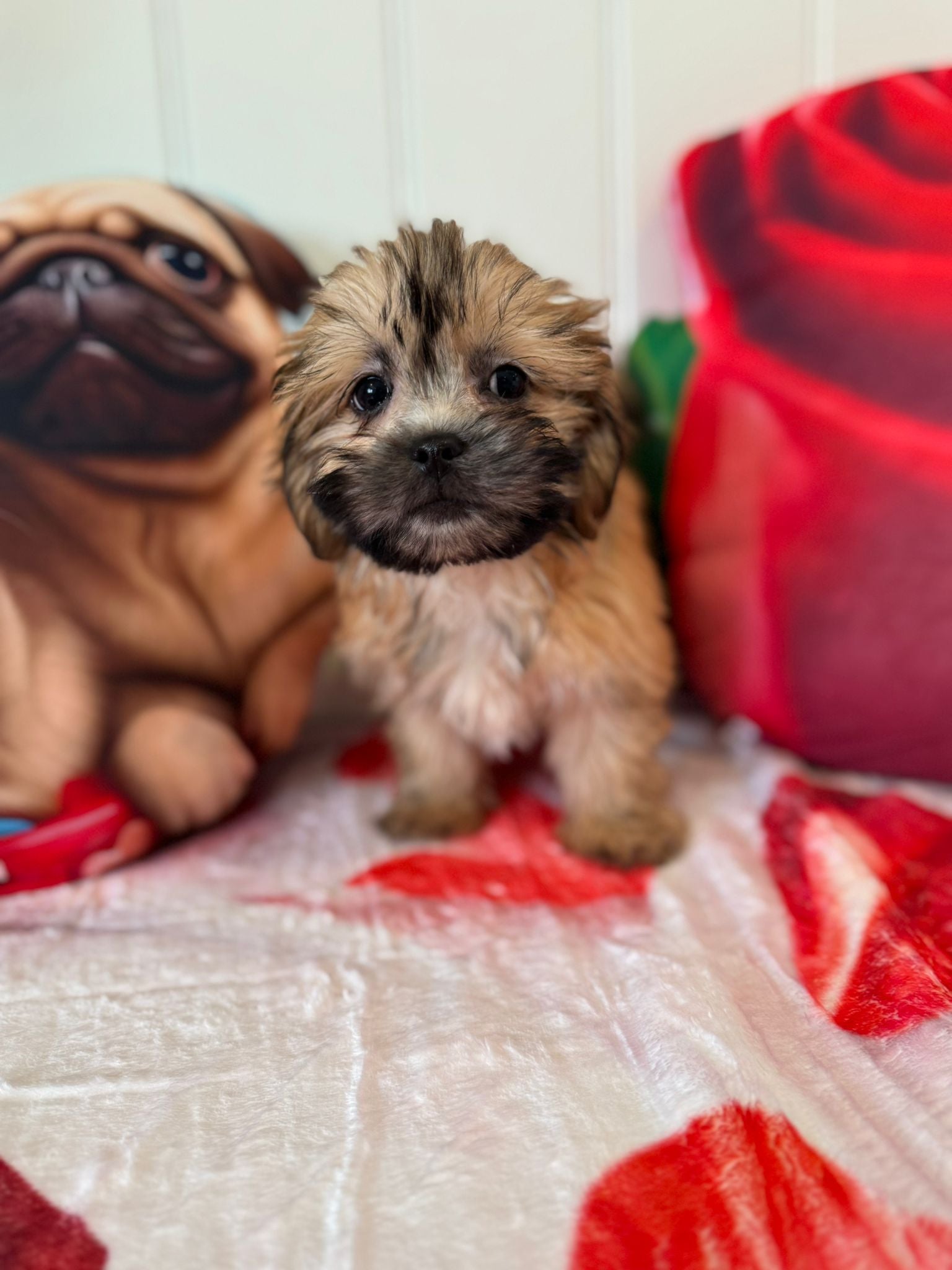 Steve - Shichon Teddy Bear