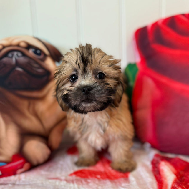 Steve - Shichon Teddy Bear