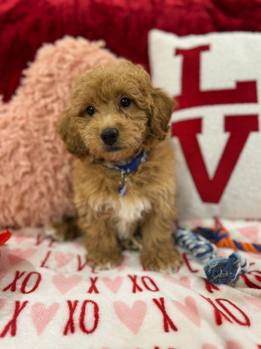 Vance (Bichon Poodle)