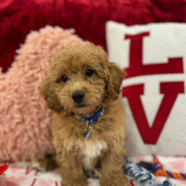 Vance (Bichon Poodle)