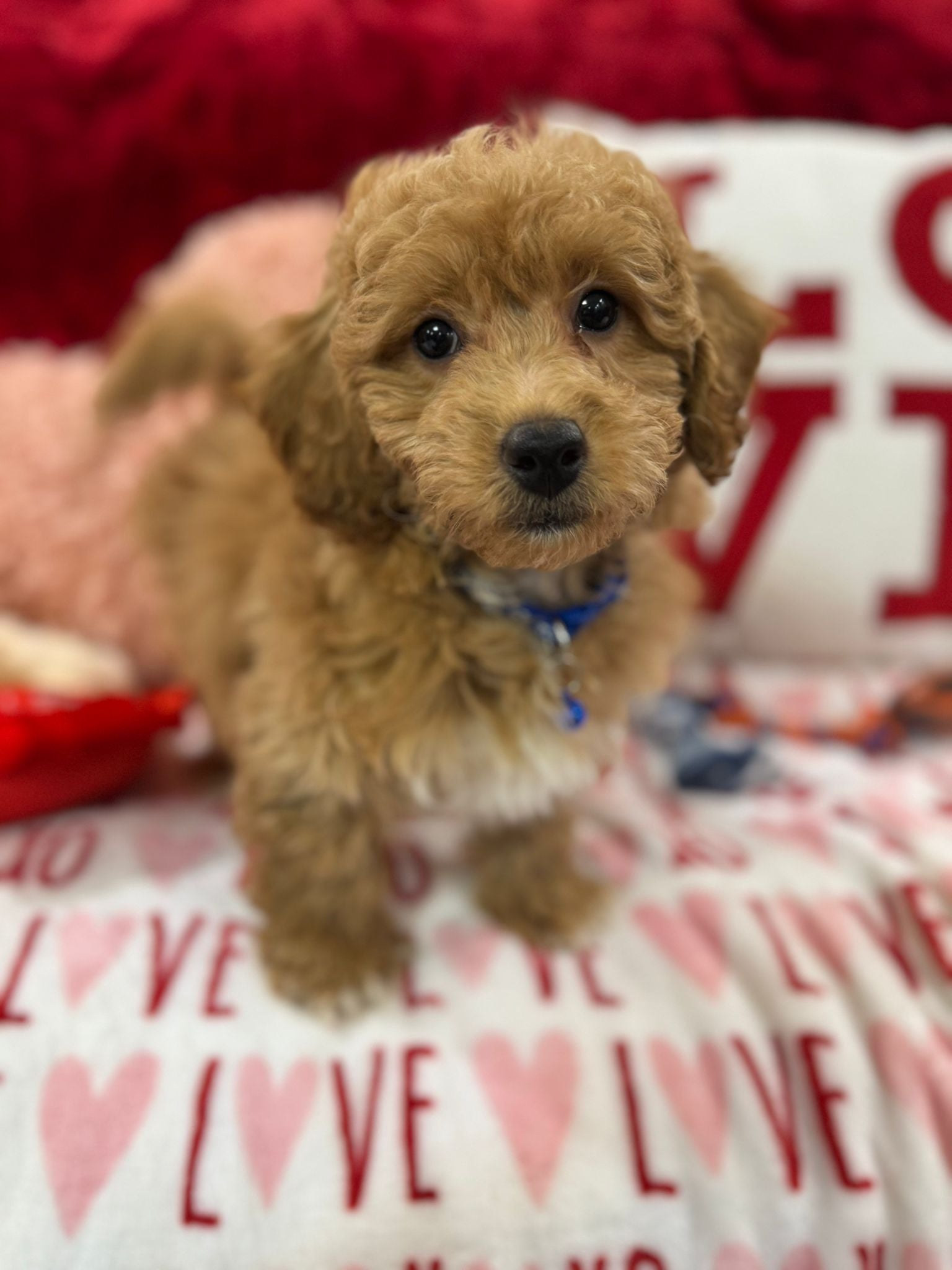 Vance (Bichon Poodle)