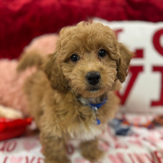 Vance (Bichon Poodle)