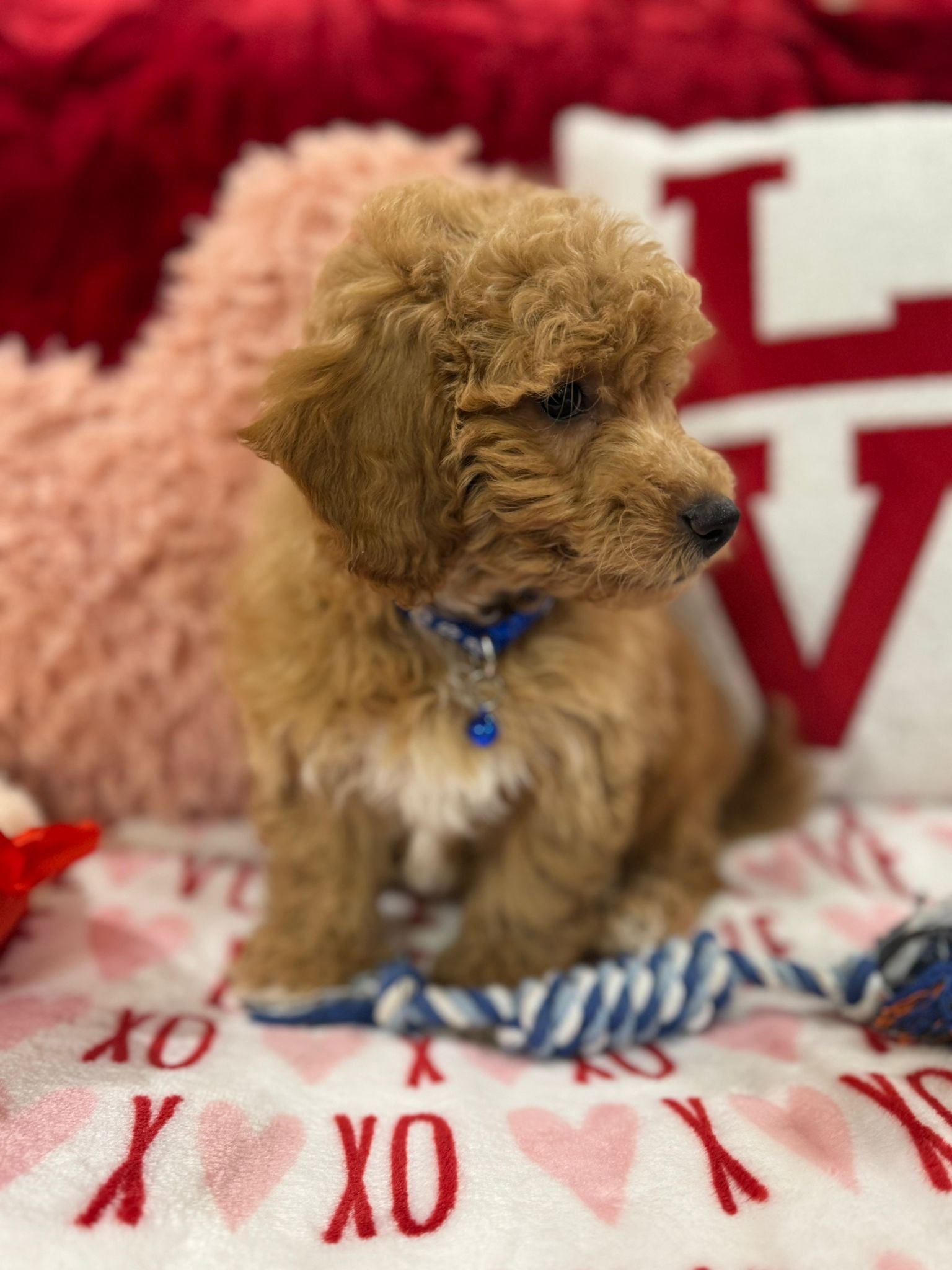 Vance (Bichon Poodle)