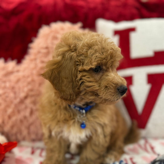 Vance (Bichon Poodle)