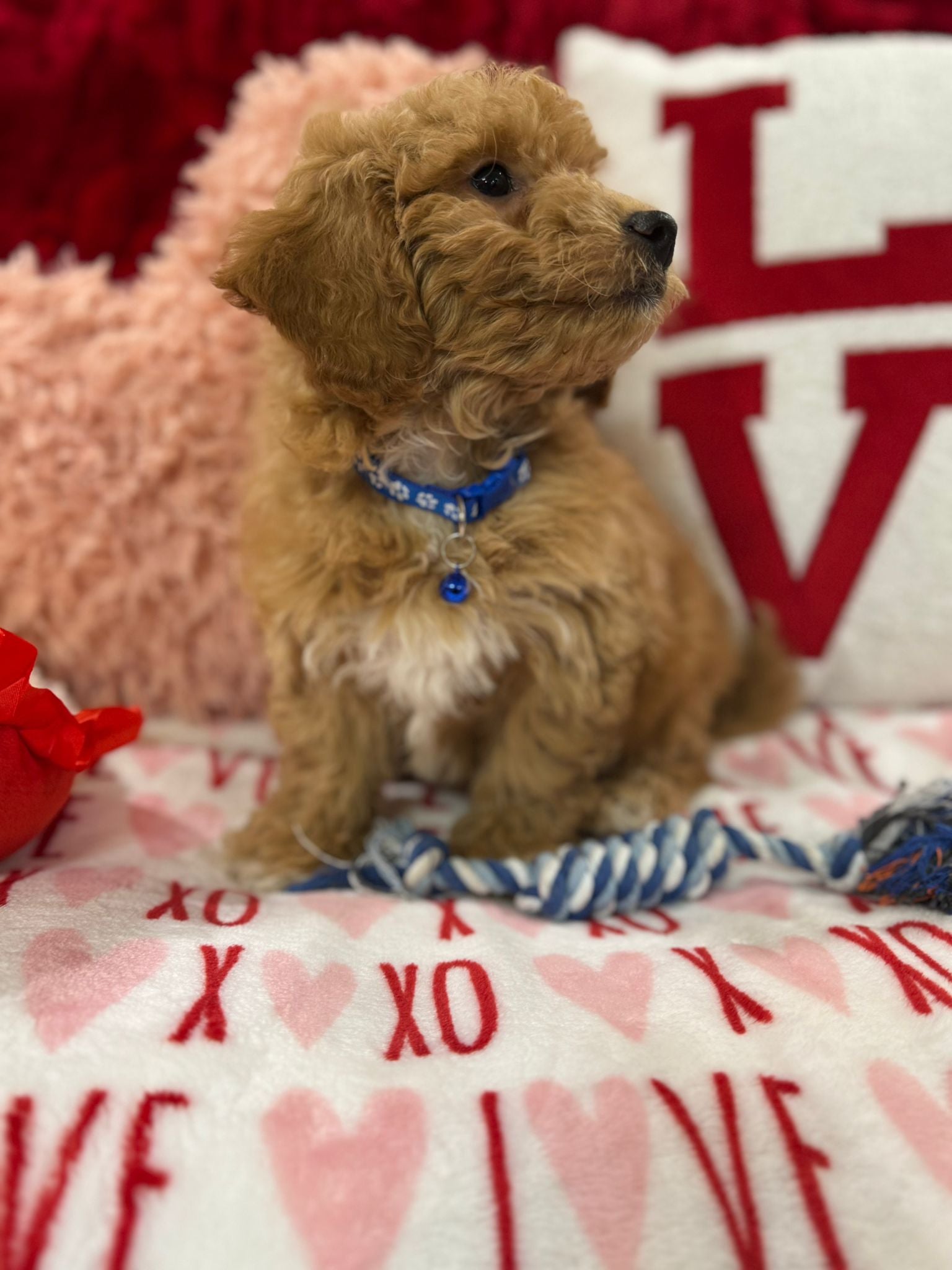 Vance (Bichon Poodle)