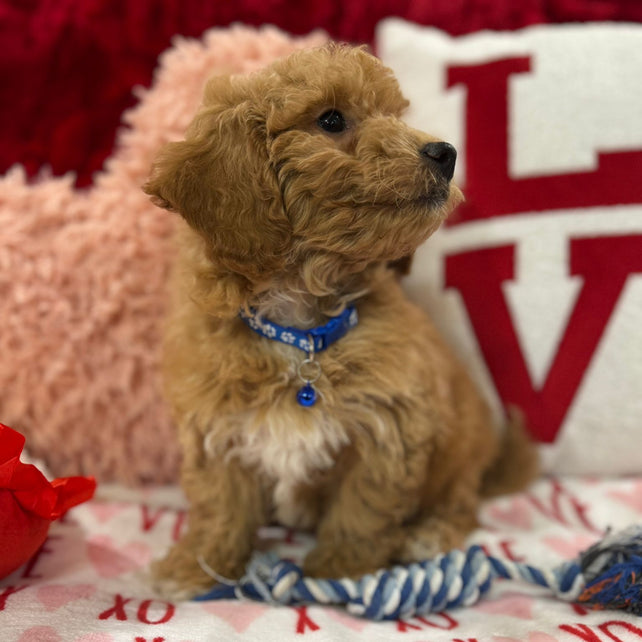 Vance (Bichon Poodle)